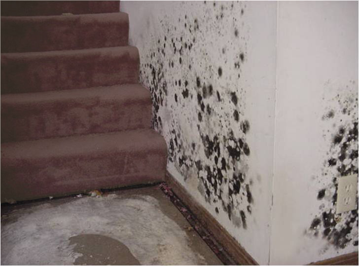 Mould on Wall and in Carpet